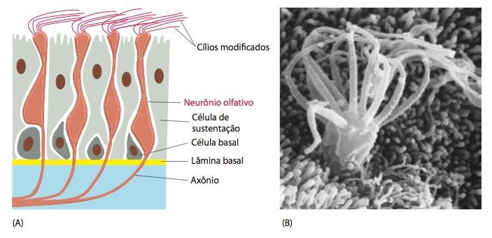 O olfato e a visão dependem de receptores associados à proteína G que regulam canais iônicos controlados por nucleotídeos cíclicos Neurônios olfativos especializados na mucosa nasal reconhecem odores