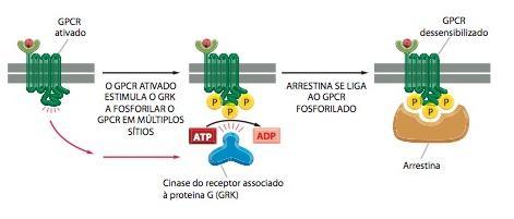 A dessensibilização dos receptores associados à proteína G depende da fosforilação do receptor Existem 3 formas de desensibilização de GPCRs: 1- Inativação - eles se alteram de forma a não interagir