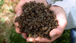 Agrotóxicos e morte de abelhas Com o crescimento da agricultura nos últimos 50 anos, ocorreu proporcionalmente o aumento do uso de agrotóxicos nas lavouras e, consequentemente, a geração de impactos