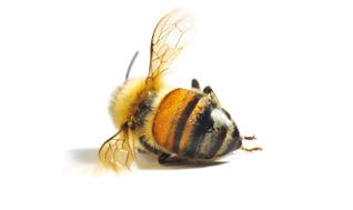 de 48 horas a todos os criadores de abelhas em um raio de até seis quilômetros do local onde ocorrerá a pulverização.