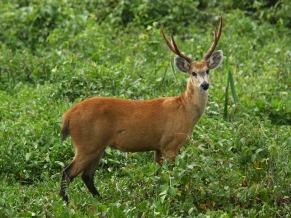 Além destes citados, que são os mais conhecidos, vivem no Pantanal muitas outras espécies de animais.