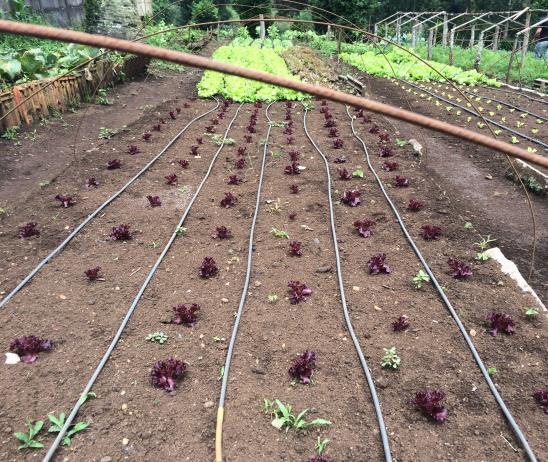 A partir da visitação a essas áreas é que podemos verificar problemas com pragas e doenças presentes nas plantas.