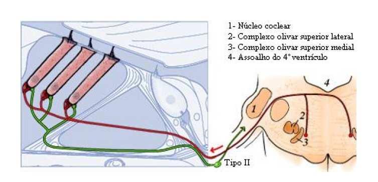 30 Figura 2- Desenho esquemático da inervação eferente pelo SOCM sobre as CCE do Órgão de Corti.