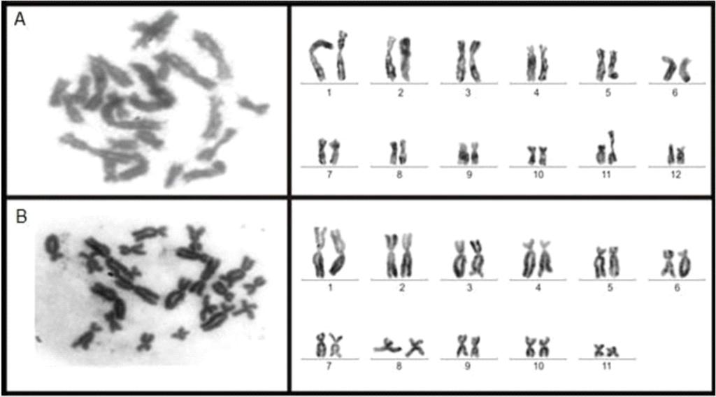 A espécie Scinax constrictus tem seu cariótipo descrito no trabalho de Sousa (2007), com 2n=22 confirmando, quanto ao número, os resultados encontrados nesse estudo, porém quanto à posição dos