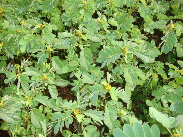 ocupada com plantas que nascem espontaneamente logo que se inicia o período chuvoso, coletadas no período de floração, quando a planta apresenta o máximo de concentração de nutrientes.