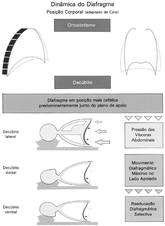 Dinâmica Diafragmática Factores que influenciam a Dinâmica Diafragmática 2 Posição Corporal Ortostatismo Decúbito O diafragma fica numa posição mais alta pela pressão das