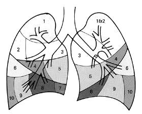 Superior - 4 Inferior - 5 Lobo Inferior Apical 6 Basal