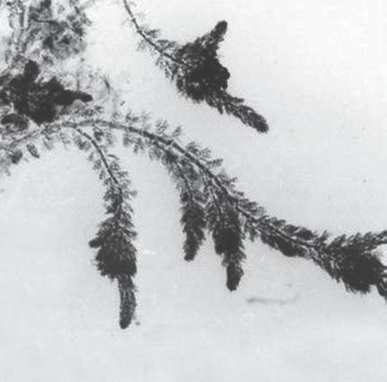 carposporófito com dois gonimolobos (gm). Figures 15-20.
