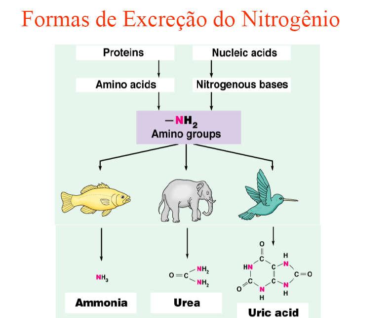 Peixes Vertebrados