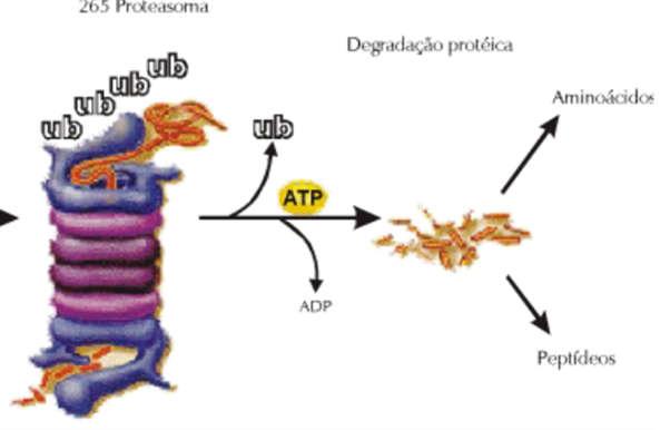 Proteassoma Complexo de proteínas capaz de degradar praticamente qualquer