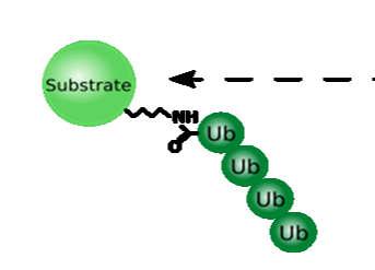 Este complexo reconhece especificamente proteínas ubiquitinadas.