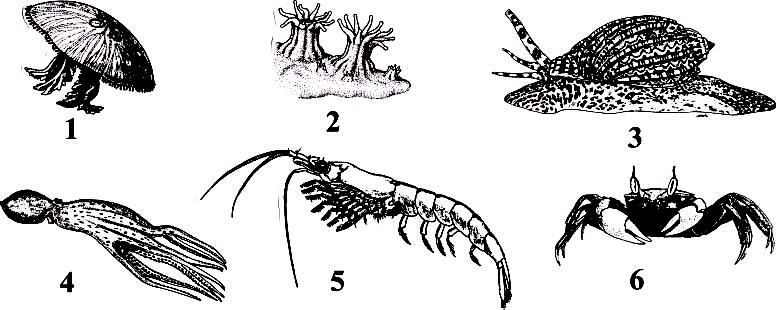 (BARNES, Robert D. Zoologia de los invertebrados. México: Ed. Interamericana, 1977.