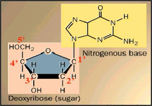 A ligação entre a base nitrogenada e a pentose é feita através