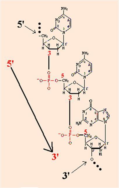 Para formar as moléculas de DNA e RNA é necessário que ocorra a ligação entre os nucleotídeos.