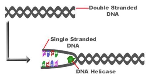 Duplicação ou Replicação do DNA Enzima DNA HELICASE Rompe as pontes de