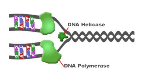 enzima chamada primase - PRIMER Enzima DNA POLIMERASE Realizam a complementação