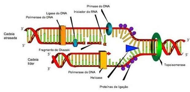 DNA LIGASE