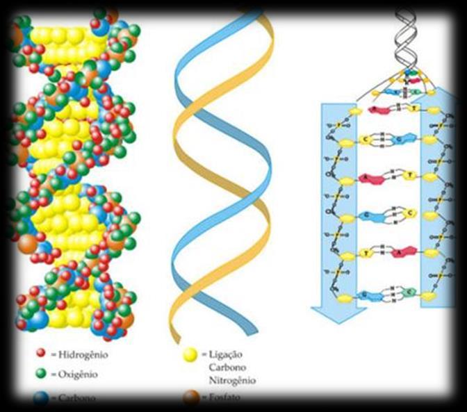 Os ácidos nucleicos são as maiores moléculas encontradas no mundo vivo e responsáveis pelo controle dos processos vitais básicos em todos os seres.