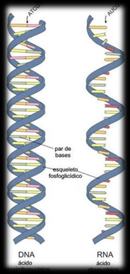 Os ácidos nucleicos DNA ácido desoxirribonucleico RNA ácido ribonucleico Fita