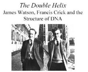 Em 1953 Watson e Crick Difração de raios X e observaram que