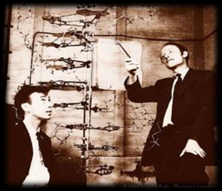 Em 1953 Watson e Crick Propuseram a estrutura do DNA