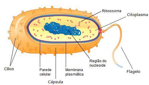 Célula de