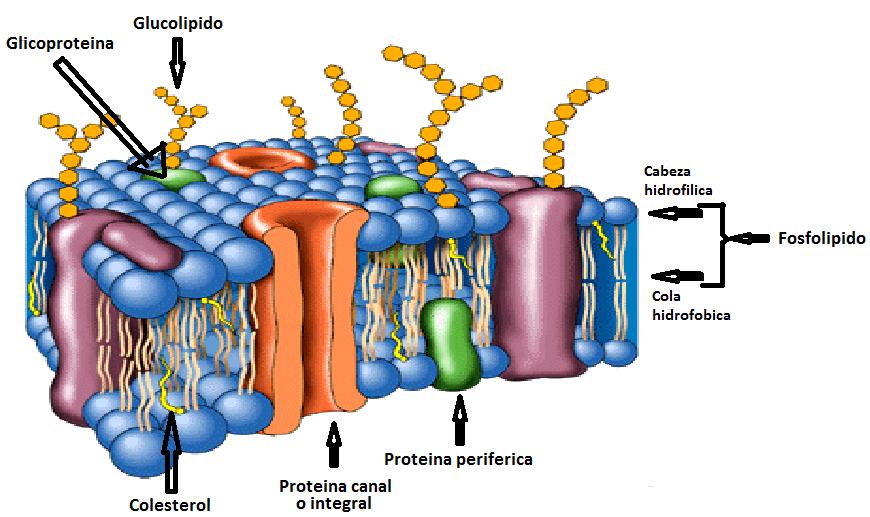 Membrana