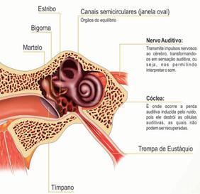 Os pelos e o cerume (cera) encontrados no canal auditivo são as defesas naturais do organismo que servem para proteger a orelha de poeiras, sujeiras, etc.