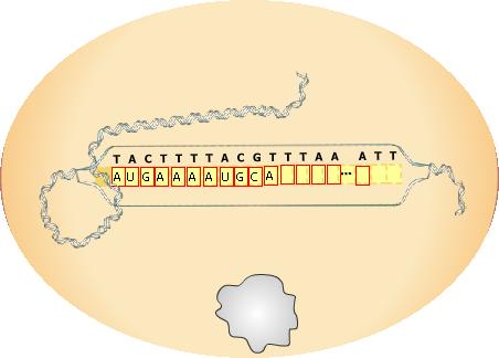 Depois de jogar uma carta Nucleotídeos de RNA, o jogo irá liberar a fita de RNA para digitação.