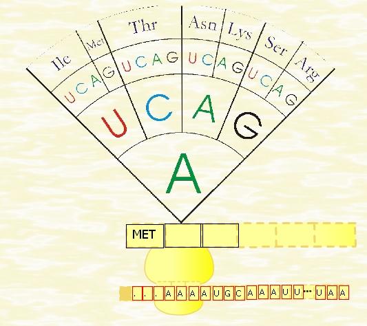 Ilustração 40: Preenchimento da cadeia de aminoácidos A Ilustração 41 exibe a tela do jogo, depois que toda a sequencia de