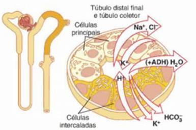 Túbulo coletor: O que não for utilizado pelo nosso organismo, ou seja, as excretas, passará pelo Túbulo Contorcido Distal e irá o Túbulo coletor, que excretará um composto chamado urina