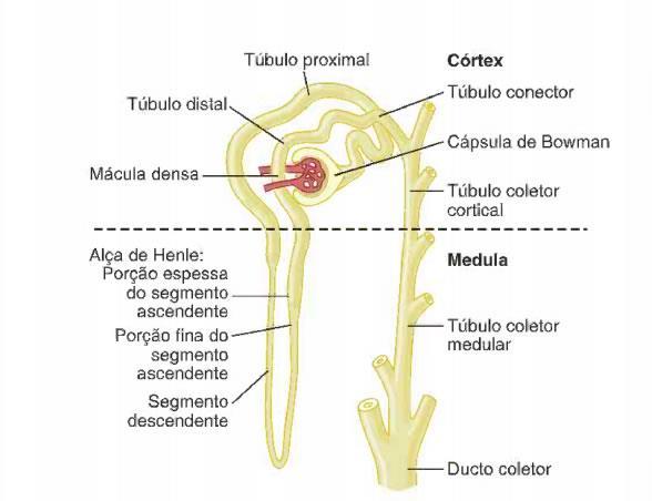 Reabsorção e Excreção Córtex Renal