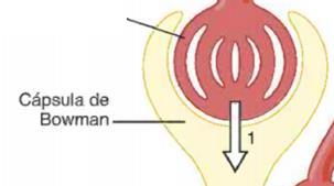 Conhecendo o processo de filtragem Cápsula de Bowman: É o espaço onde fica o glomérulo, ela o envolve faz o primeiro processo.