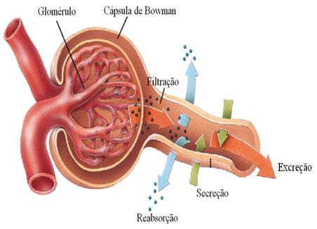 são as principais substâncias que necessitam ser filtradas pelo sangue.