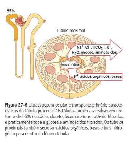 Segundo Processo: Túbulo contorcido Proximal: Todo contorcido, é onde temos