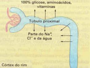 para corrente sanguínea, no Túbulo proximal será reabsorvido toda a Glicose