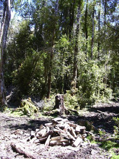 abundância de organismos O movimento de organismos entre populações O fluxo de matéria e energia através das comunidades bióticas O desenvolvimento sucessivo das comunidades Relação entre o ambiente