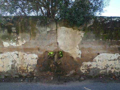 Figuras 1 e 2 Biodegradação de muro de taipa por crescimento das raízes de uma oliveira, Golegã: à esquerda, visão abrangente; à direita, pormenor (fotografias: Hugo Nunes, 2014) Os sais são