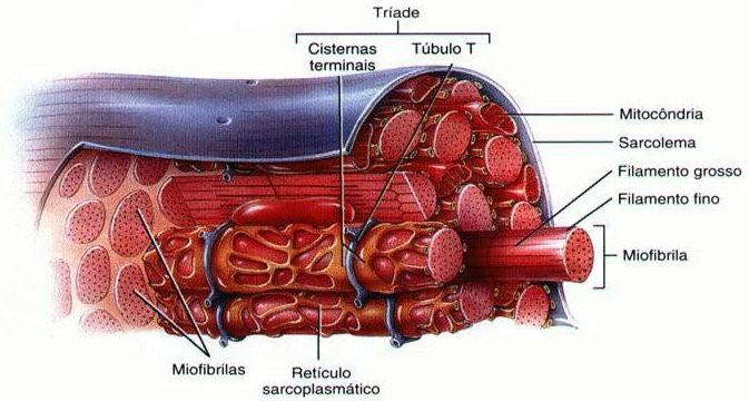 Apenas vasos sanguíneos de pequeno diâmetro e axônios de neurônios estão presentes no endomísio correndo paralelamente com as fibras musculares.