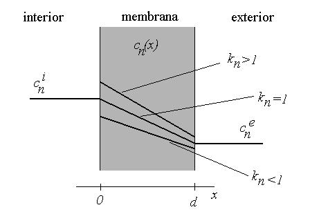 5910187 Biofísia II FFCLRP USP Prof. Atôio Roque Aula 3 A equação (11) permite uma aálise gráfia do omportameto de (x) através da membraa.