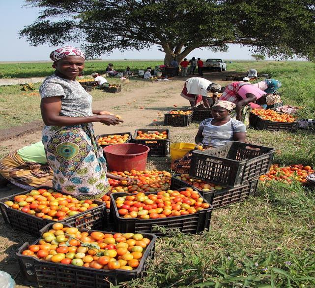 O OMR é uma Associação da sociedade civil que tem por objectivo geral contribuir para o desenvolvimento agrário e rural numa perspectiva integrada e interdisciplinar, através de investigação, estudos