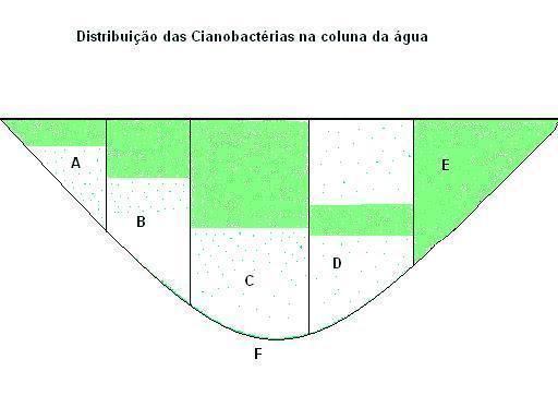 Figura 1 Distribuição esquemática de florações Legenda: A: as cianobactérias acumulam nas margens, local associado às coletas de balneabilidade. B: mesma distribuição em toda zona fótica ou limnética.