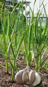 TINTURA DE Allium sativum L.