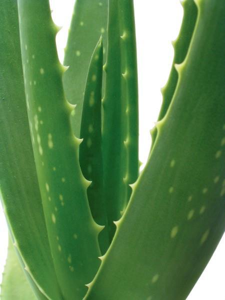 POMADA DE Aloe vera (L.