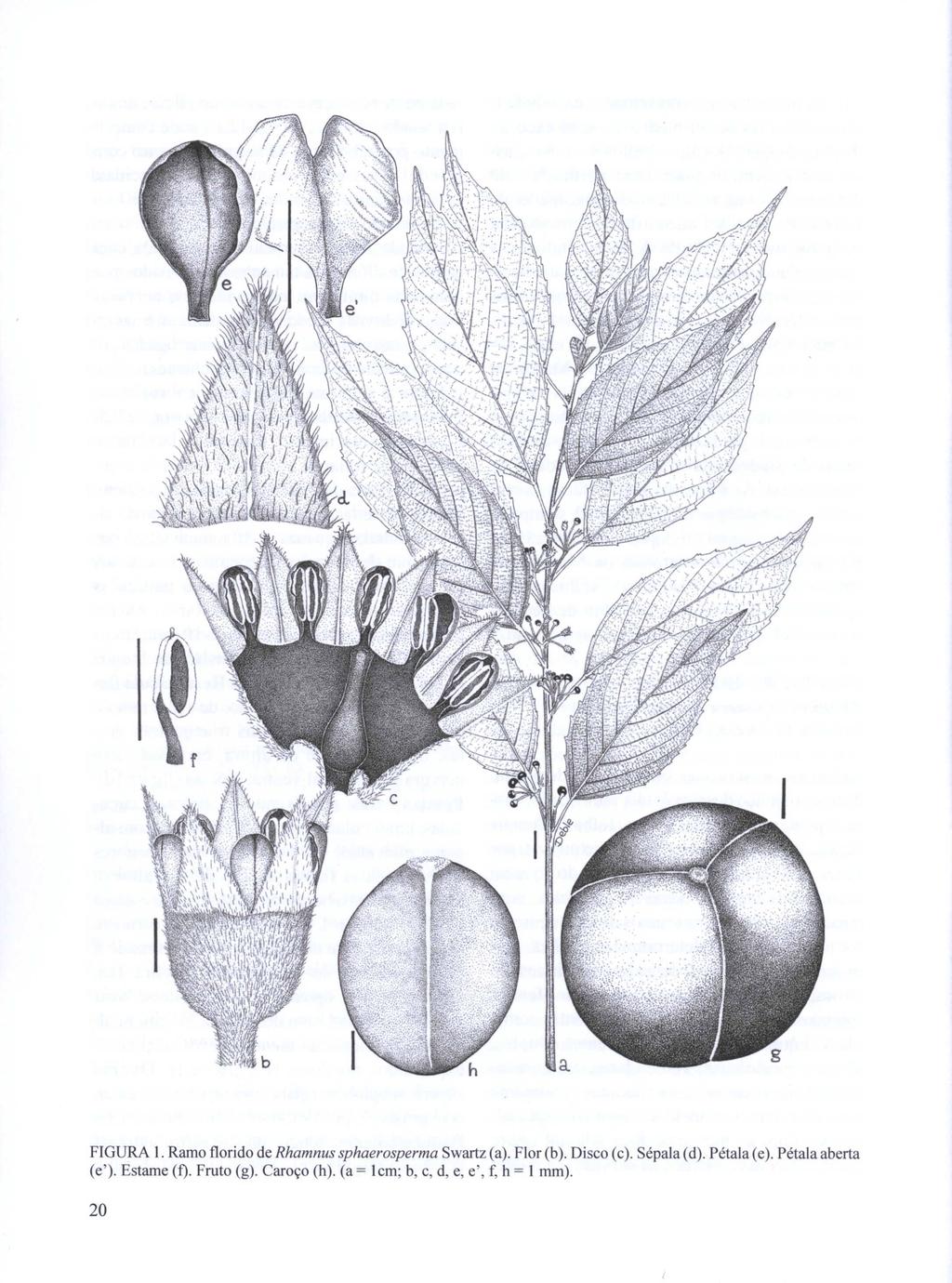 FIGURA J. Ramo florido de Rhamnus sphaerosperma Swartz (a). Flor (b). Disco (c). Sépala(d). (e').