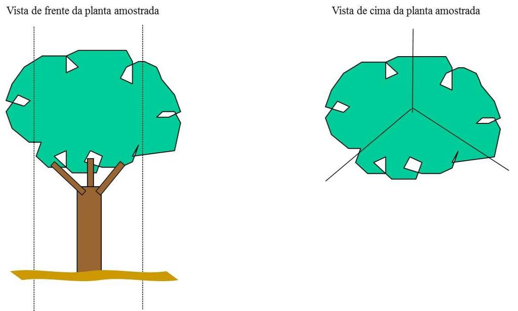 Q4 Q3 Q 2 Q 1 Q 3 Q1 Q2 Ramo 2 Panícula 2 Ramo 1 Fruto 2 Panícula 1