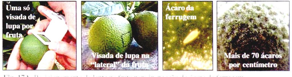 MÉTODO DE AMOSTRAGEM PARA O ÁCARO DA FERRUGEM Ácaro da ferrugem: Phyllocoptruta oleivora Com uma lupa de 10 aumentos e 1 cm 2 de base, o inspetor dará somente uma visada em um fruto do tamanho de