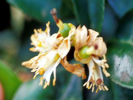 Encontrando até 5 plantas com 5 ou mais cotonetes manchados e até 100