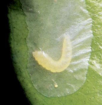 MÉTODO DE AMOSTRAGEM PARA LARVA MINADORA Larva minadora: Phyllocnistis citrella Examinar os sintomas da larva, nos ínstares I e II em folhas novas de um ramo brotado em cada quadrante.