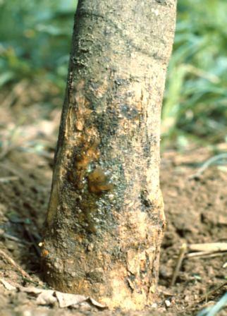 MÉTODO DE AMOSTRAGEM PARA GOMOSE Gomose: Phytophthora citrophthora; P.